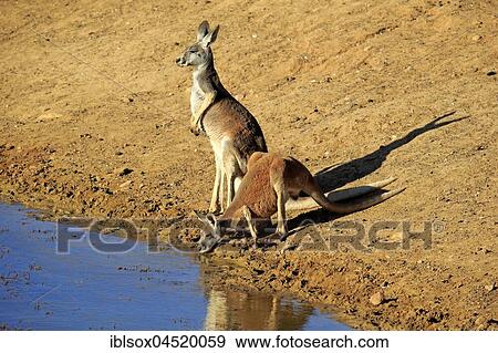 Red kangaroo (Macropus rufus) animal couple by the water, drinking, Sturt National Park, New South Wales, Australia, Oceania View Large Photo Image Stock Photo - Red kangaroo (Macropus rufus) animal couple by the water, drinking, Sturt National Park, New South Wales, Australia, Oceania. Fotosearch