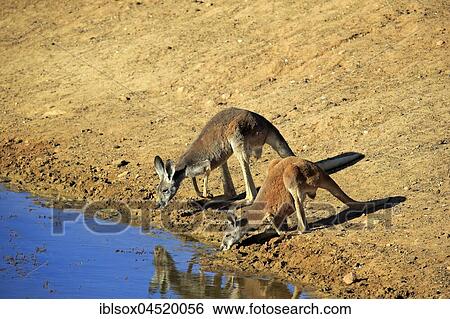 Red kangaroo (Macropus rufus) animal couple by the water, drinking, Sturt National Park, New South Wales, Australia, Oceania View Large Photo Image Stock Photograph - Red kangaroo (Macropus rufus) animal couple by the water, drinking, Sturt National Park, New South Wales, Australia, Oceania. Fotosearch