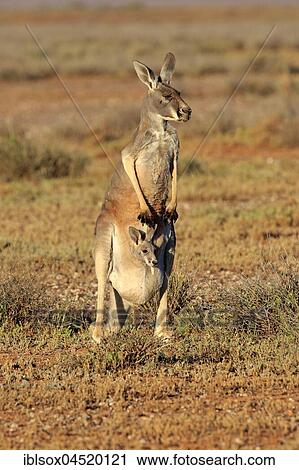 Red kangaroo (Macropus rufus), female with young animal, young animal looking out of bag, family watchful, Sturt National Park, New South Wales, Australia, Oceania View Large Photo Image Stock Image - Red kangaroo (Macropus rufus), female with young animal, young animal looking out of bag, family watchful, Sturt National Park, New South Wales, Australia, Oceania. Fotosearch
