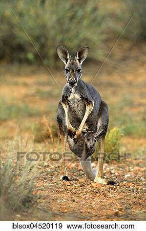 Stock Photo - Red kangaroo (Macropus rufus), female with young animal, young animal looking out of bag, family watchful, Sturt National Park, New South Wales, Australia, Oceania. Fotosearch