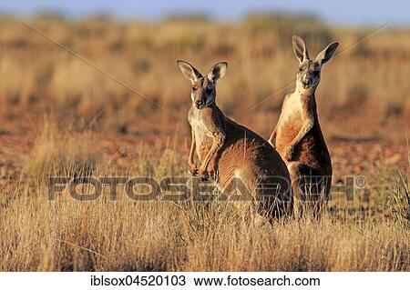 Red kangaroos (Macropus rufus), adult watchful, Sturt National Park, New South Wales, Australia, Oceania View Large Photo Image Stock Image - Red kangaroos (Macropus rufus), adult watchful, Sturt National Park, New South Wales, Australia, Oceania. Fotosearch