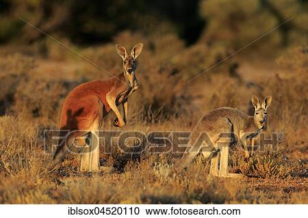 Red kangaroos (Macropus rufus), animal pair watchful, Sturt National Park, New South Wales, Australia, Oceania View Large Photo Image Stock Image - Red kangaroos (Macropus rufus), animal pair watchful, Sturt National Park, New South Wales, Australia, Oceania. Fotosearch