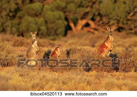 Red kangaroos (Macropus rufus), animal family watchful, Sturt National Park, New South Wales, Australia, Oceania View Large Photo Image Stock Image - Red kangaroos (Macropus rufus), animal family watchful, Sturt National Park, New South Wales, Australia, Oceania. Fotosearch