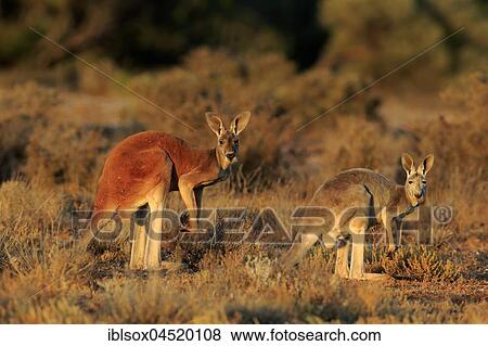 Red kangaroos (Macropus rufus), animal pair watchful, Sturt National Park, New South Wales, Australia, Oceania View Large Photo Image Stock Photo - Red kangaroos (Macropus rufus), animal pair watchful, Sturt National Park, New South Wales, Australia, Oceania. Fotosearch