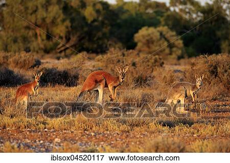 Red kangaroos (Macropus rufus), animal family watchful, Sturt National Park, New South Wales, Australia, Oceania View Large Photo Image Stock Photo - Red kangaroos (Macropus rufus), animal family watchful, Sturt National Park, New South Wales, Australia, Oceania. Fotosearch