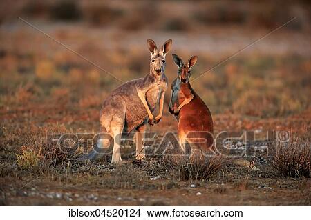 Red kangaroos (Macropus rufus), female with young animal, Sturt National Park, New South Wales, Australia, Oceania View Large Photo Image Picture - Red kangaroos (Macropus rufus), female with young animal, Sturt National Park, New South Wales, Australia, Oceania. Fotosearch