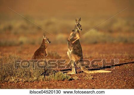 Red kangaroos (Macropus rufus), female with young animal, Sturt National Park, New South Wales, Australia, Oceania View Large Photo Image Stock Image - Red kangaroos (Macropus rufus), female with young animal, Sturt National Park, New South Wales, Australia, Oceania. Fotosearch