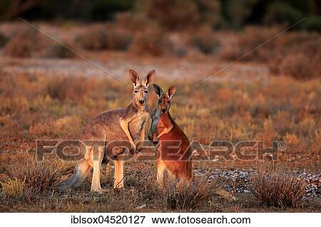 Stock Photo - Red kangaroos (Macropus rufus), female with young animal, Sturt National Park, New South Wales, Australia, Oceania. Fotosearch