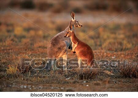 Red kangaroos (Macropus rufus), female with young animal, Sturt National Park, New South Wales, Australia, Oceania View Large Photo Image Stock Photography - Red kangaroos (Macropus rufus), female with young animal, Sturt National Park, New South Wales, Australia, Oceania. Fotosearch