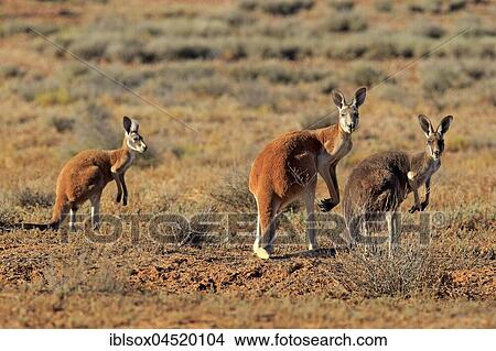 Red kangaroos (Macropus rufus), group watchful, Sturt National Park, New South Wales, Australia, Oceania View Large Photo Image Picture - Red kangaroos (Macropus rufus), group watchful, Sturt National Park, New South Wales, Australia, Oceania. Fotosearch