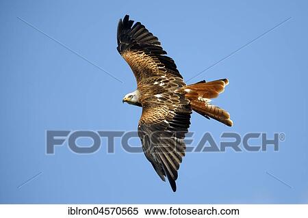 Stock Photography - Red kite (Milvus milvus) flies, captive. Fotosearch