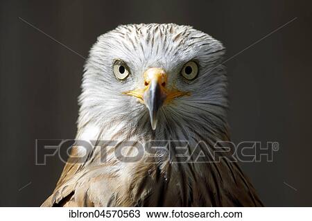 Stock Image - Red kite (Milvus milvus) Portrait, captive. Fotosearch