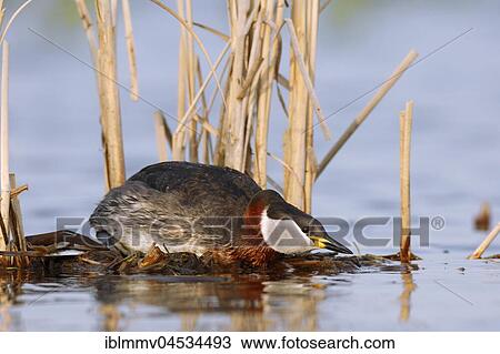 Red-necked grebe (Podiceps grisegena), female mating call, nature river area Peene Valley, Mecklenburg-Western Pomerania, Germany, Europe View Large Photo Image Stock Image - Red-necked grebe (Podiceps grisegena), female mating call, nature river area Peene Valley, Mecklenburg-Western Pomerania, Germany, Europe. Fotosearch