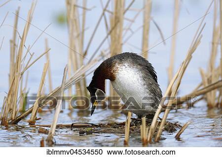 Stock Image - Red-necked grebe (Podiceps grisegena), female mating call, nature river area Peene Valley, Mecklenburg-Western Pomerania, Germany, Europe. Fotosearch