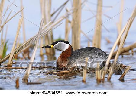 Red-necked grebe (Podiceps grisegena), female on a play nest, nature park Park Peenetal Riverside Landscape, Mecklenburg-Western Pomerania, Germany, Europe View Large Photo Image Stock Image - Red-necked grebe (Podiceps grisegena), female on a play nest, nature park Park Peenetal Riverside Landscape, Mecklenburg-Western Pomerania, Germany, Europe. Fotosearch