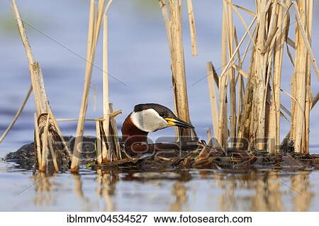 Stock Photo - Red-necked grebe (Podiceps grisegena), with nesting material, nature river area Peene Valley, Mecklenburg-Western Pomerania, Germany, Europe. Fotosearch
