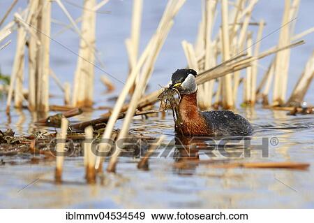 Red-necked grebe (Podiceps grisegena), with nesting material, nature river area Peene Valley, Mecklenburg-Western Pomerania, Germany, Europe View Large Photo Image Stock Photo - Red-necked grebe (Podiceps grisegena), with nesting material, nature river area Peene Valley, Mecklenburg-Western Pomerania, Germany, Europe. Fotosearch