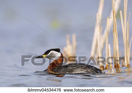 Stock Photograph - Red necked grebe (Podiceps grisegena), swimming in the water, nature river area Peene Valley, Mecklenburg-Western Pomerania, Germany, Europe. Fotosearch