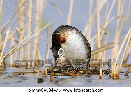 Red-necked grebe (Podiceps grisegena), female mating call, nature river area Peene Valley, Mecklenburg-Western Pomerania, Germany, Europe View Large Photo Image Stock Photography - Red-necked grebe (Podiceps grisegena), female mating call, nature river area Peene Valley, Mecklenburg-Western Pomerania, Germany, Europe. Fotosearch