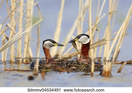 Stock Image - Red-necked grebes (Podiceps grisegena), couple with nesting material, nature river area Peene Valley, Mecklenburg-Western Pomerania, Germany, Europe. Fotosearch