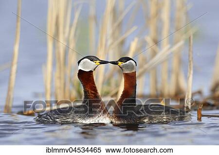Stock Photography - Red-necked grebes (Podiceps grisegena), couple, courtship, in the water, nature river area Peene Valley, Mecklenburg-Western Pomerania, Germany, Europe. Fotosearch