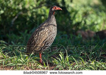 Stock Photo - Red-necked spurfowl (Francolinus afer), Addo National Park, Eastern Cape, South Africa, Africa. Fotosearch