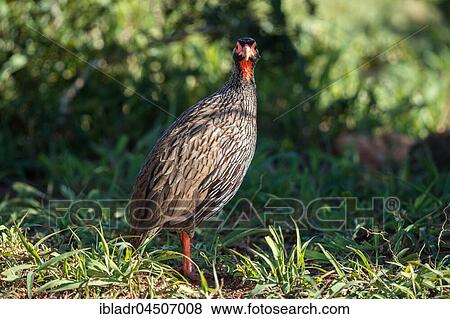 Stock Photo - Red-necked spurfowl (Francolinus afer) at Addo National Park, Eastern Cape, South Africa, Africa. Fotosearch