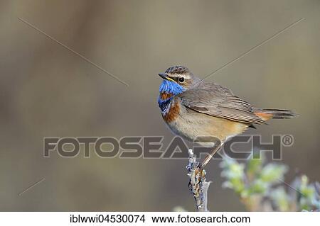 Picture - Red-spotted bluethroat (Luscinia svecica svecica), male, Norway, Europe. Fotosearch