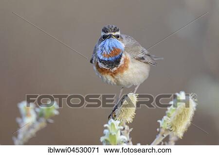Stock Image - Red-spotted bluethroat (Luscinia svecica svecica), male, Norway, Europe. Fotosearch