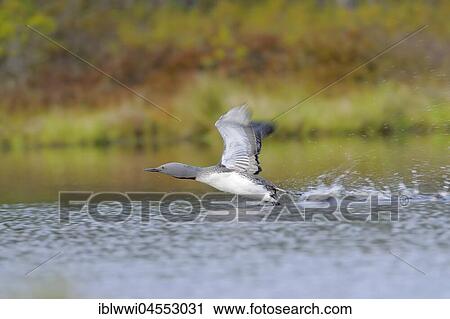 Stock Image - Red-throated diver (Gavia stellata), starts from the water, moor lake, Sweden, Europe. Fotosearch