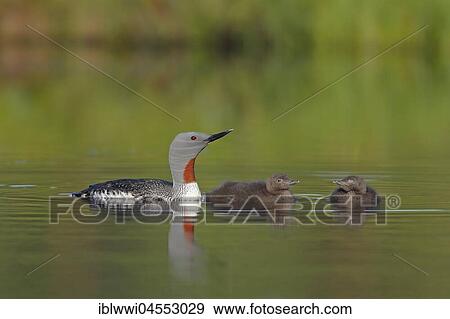 Stock Photo - Red-throated diver (Gavia stellata) with two chicks, swim on moor lake, Sweden, Europe. Fotosearch