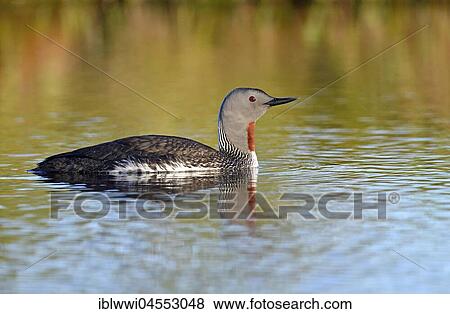 Red-throated diver (Gavia stellata), swims in a moor lake, Sweden, Europe View Large Photo Image Stock Photo - Red-throated diver (Gavia stellata), swims in a moor lake, Sweden, Europe. Fotosearch