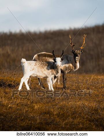 Stock Photograph - Reindeer, mother and young animal, Skaidi, Finnmark, Norway, Europe. Fotosearch