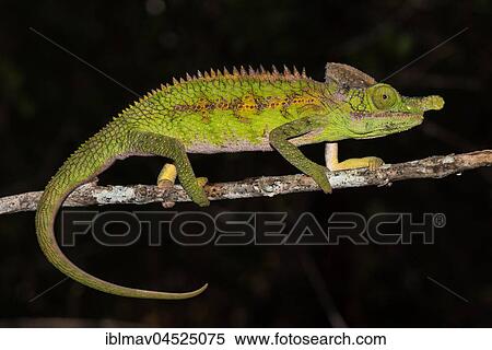Rhino Chameleon (Furcifer antimena), male, Zombitse-Vohibasia National Park, Madagascar, Africa View Large Photo Image Stock Photography - Rhino Chameleon (Furcifer antimena), male, Zombitse-Vohibasia National Park, Madagascar, Africa. Fotosearch