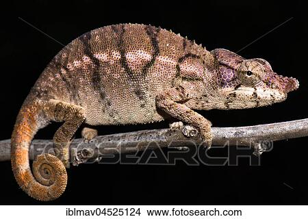 Rhino chameleon (Furcifer rhinoceratus), female, Ankarafantsika National Park, Boeny, Madagascar, Africa View Large Photo Image Picture - Rhino chameleon (Furcifer rhinoceratus), female, Ankarafantsika National Park, Boeny, Madagascar, Africa. Fotosearch