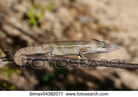 Rhino chameleon (Furcifer rhinoceratus), male, Ankarafantsika National Park, Boeny, Madagascar, Africa View Large Photo Image Stock Image - Rhino chameleon (Furcifer rhinoceratus), male, Ankarafantsika National Park, Boeny, Madagascar, Africa. Fotosearch