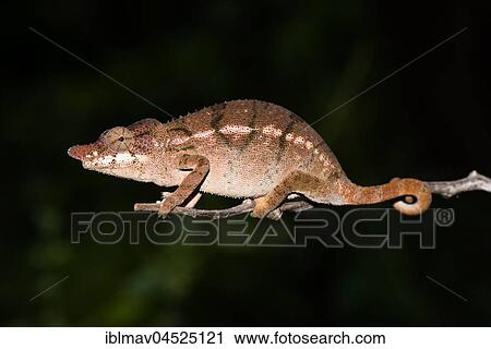 Rhino chameleon (Furcifer rhinoceratus), female, Ankarafantsika National Park, Boeny, Madagascar, Africa View Large Photo Image Stock Image - Rhino chameleon (Furcifer rhinoceratus), female, Ankarafantsika National Park, Boeny, Madagascar, Africa. Fotosearch