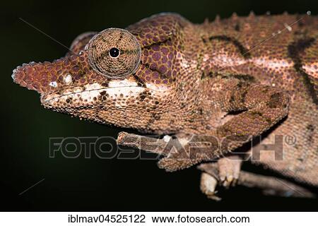 Stock Image - Rhino chameleon (Furcifer rhinoceratus), female, Ankarafantsika National Park, Boeny, Madagascar, Africa. Fotosearch