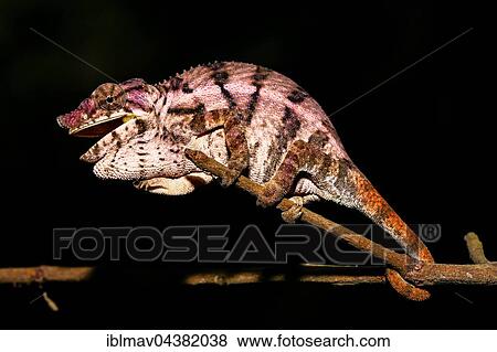 Rhino chameleon (Furcifer rhinoceratus), female, Ankarafantsika National Park, Boeny, Madagascar, Africa View Large Photo Image Stock Photo - Rhino chameleon (Furcifer rhinoceratus), female, Ankarafantsika National Park, Boeny, Madagascar, Africa. Fotosearch