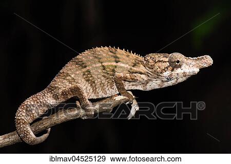 Stock Photo - Rhino chameleon (Furcifer rhinoceratus), male, Ankarafantsika National Park, Boeny, Madagascar, Africa. Fotosearch