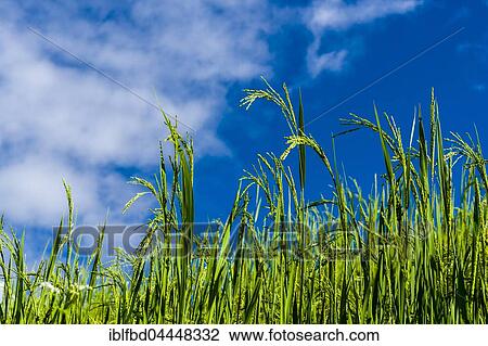 Rice panicles are growing high, Dhampus, Kaski District, Nepal, Asia View Large Photo Image Stock Image - Rice panicles are growing high, Dhampus, Kaski District, Nepal, Asia. Fotosearch