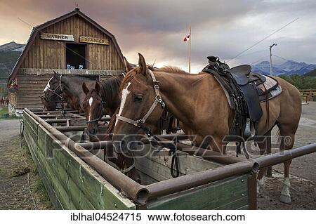 Riding horses at a horse farm, Banff, Alberta, Canada, North America View Large Photo Image Stock Photography - Riding horses at a horse farm, Banff, Alberta, Canada, North America. Fotosearch