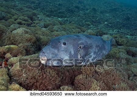 Riesieger puffer fish, (Arothron multilineatus), Nusa Lembongan, Small Sunda Islands, Indonesia, Asia View Large Photo Image Stock Image - Riesieger puffer fish, (Arothron multilineatus), Nusa Lembongan, Small Sunda Islands, Indonesia, Asia. Fotosearch