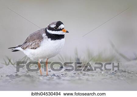 Ringed plover (Charadrius hiaticula), habitat mudflat, North Holland, Netherlands View Large Photo Image Picture - Ringed plover (Charadrius hiaticula), habitat mudflat, North Holland, Netherlands. Fotosearch