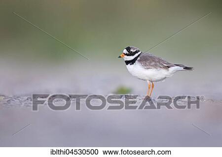 Ringed plover (Charadrius hiaticula), habitat mudflat, North Holland, Netherlands View Large Photo Image Stock Image - Ringed plover (Charadrius hiaticula), habitat mudflat, North Holland, Netherlands. Fotosearch