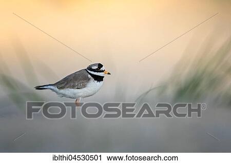 Ringed plover (Charadrius hiaticula), habitat mudflat, North Holland, Netherlands View Large Photo Image Stock Image - Ringed plover (Charadrius hiaticula), habitat mudflat, North Holland, Netherlands. Fotosearch