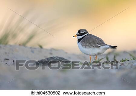 Ringed plover (Charadrius hiaticula), habitat mudflat, North Holland, Netherlands View Large Photo Image Stock Image - Ringed plover (Charadrius hiaticula), habitat mudflat, North Holland, Netherlands. Fotosearch