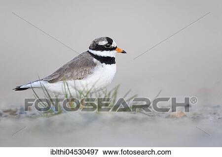Ringed plover (Charadrius hiaticula), habitat mudflat, North Holland, Netherlands View Large Photo Image Stock Photo - Ringed plover (Charadrius hiaticula), habitat mudflat, North Holland, Netherlands. Fotosearch