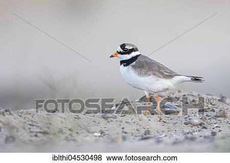 Ringed plover (Charadrius hiaticula), habitat mudflat, North Holland, Netherlands View Large Photo Image Stock Photo - Ringed plover (Charadrius hiaticula), habitat mudflat, North Holland, Netherlands. Fotosearch