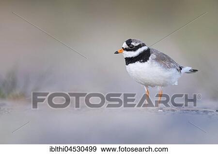 Ringed plover (Charadrius hiaticula), habitat mudflat, North Holland, Netherlands View Large Photo Image Stock Photo - Ringed plover (Charadrius hiaticula), habitat mudflat, North Holland, Netherlands. Fotosearch